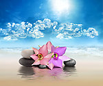 美容禅石鲜花