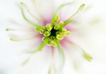 花草