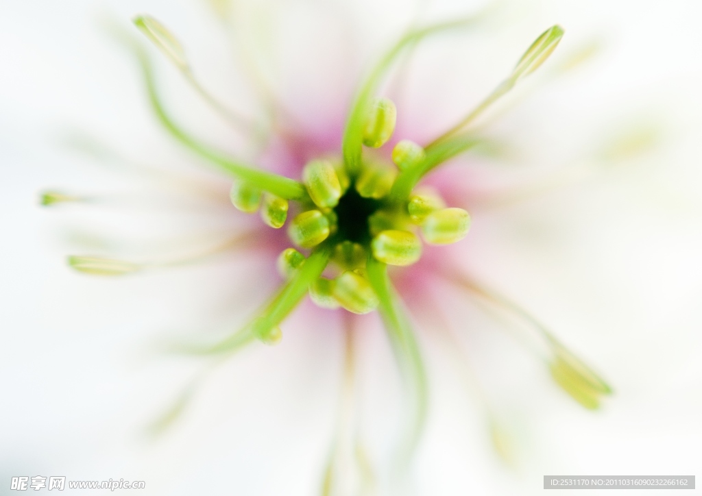 花草