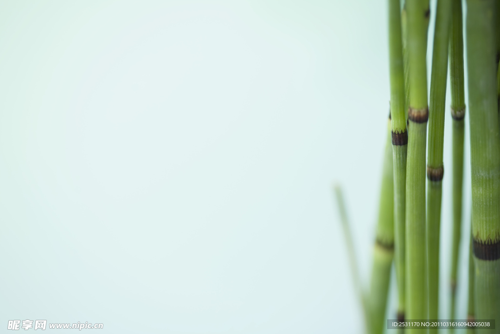 绿色植物