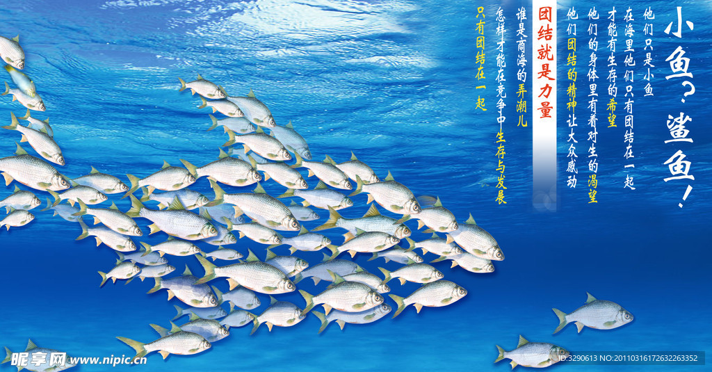 小鱼 鲨鱼
