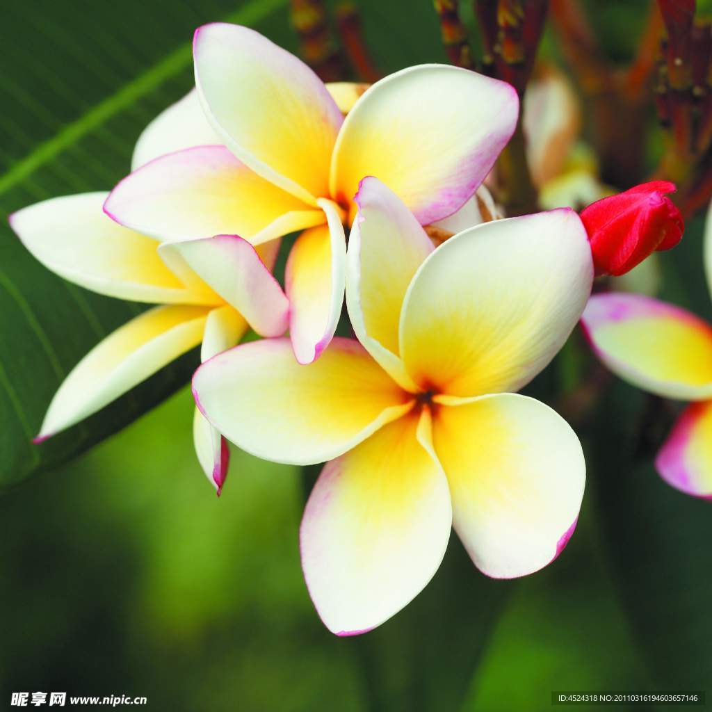 鸡蛋花写真