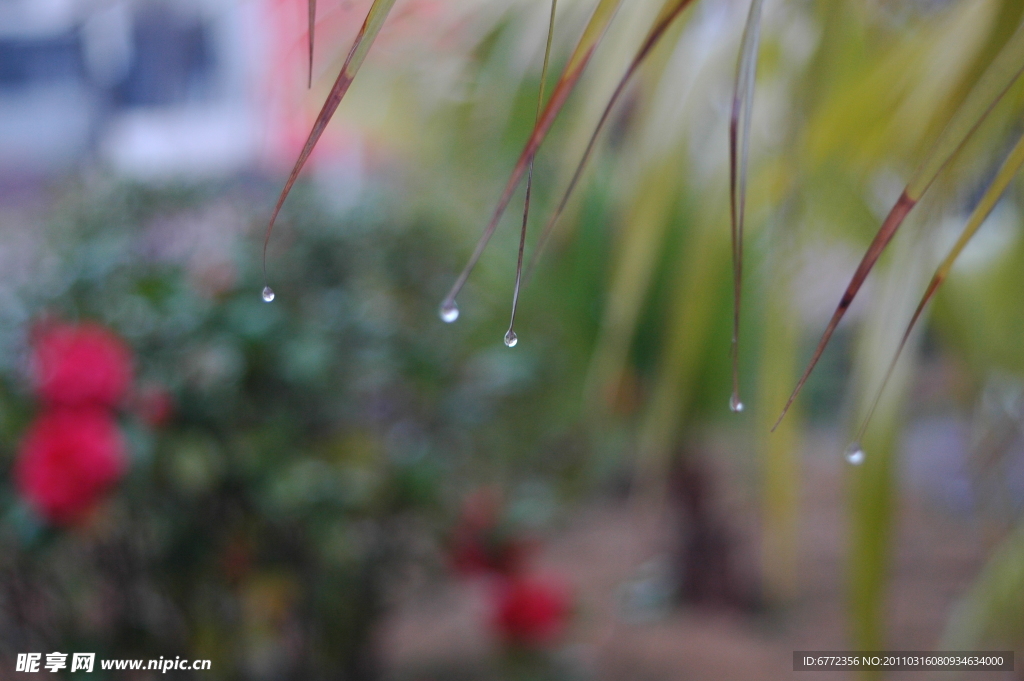 春雨