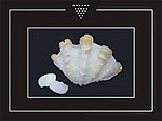 贝壳