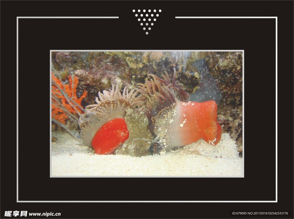 海洋生物