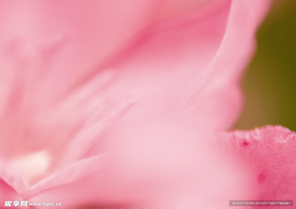 花瓣