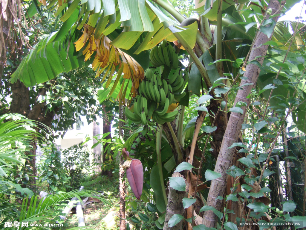 香蕉树