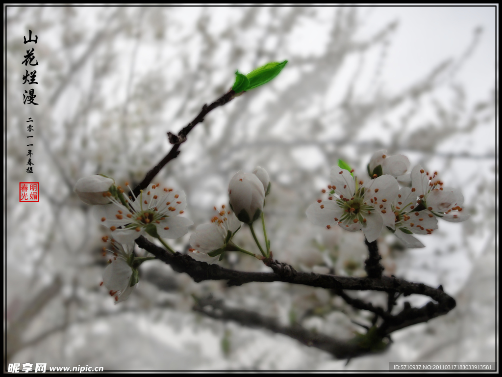 山花烂漫