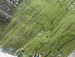 柳树