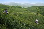 茶山