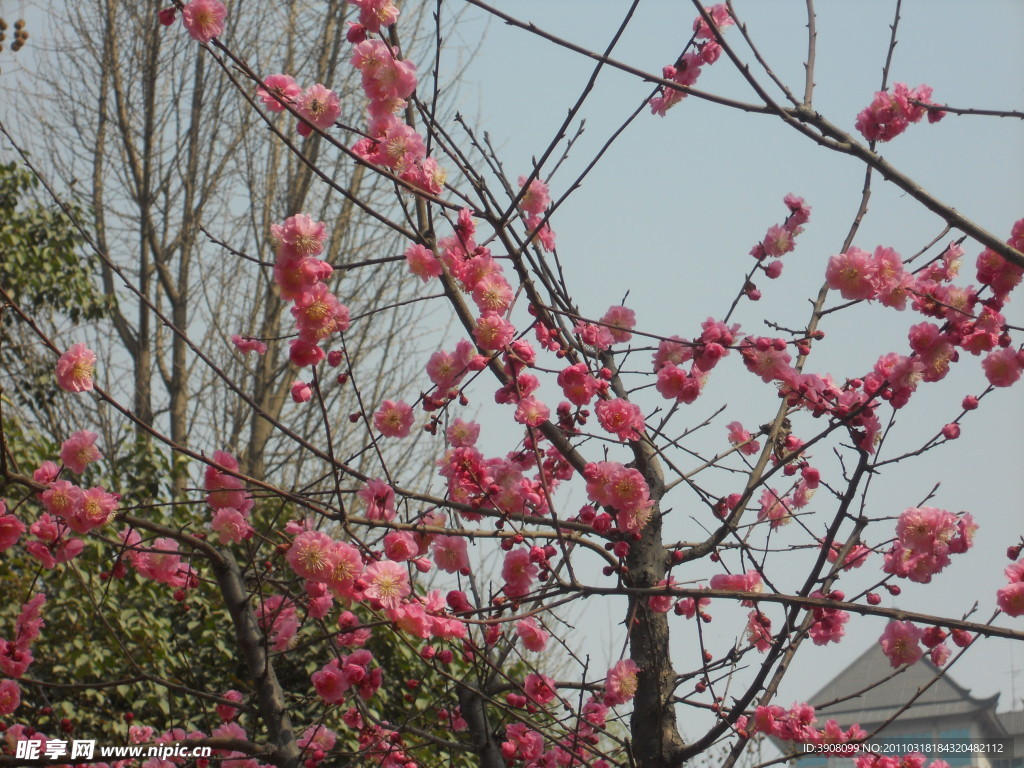 桃花