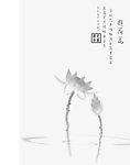 荷花彩色