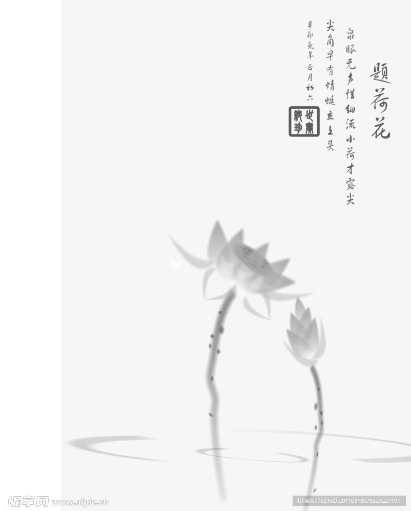 荷花彩色