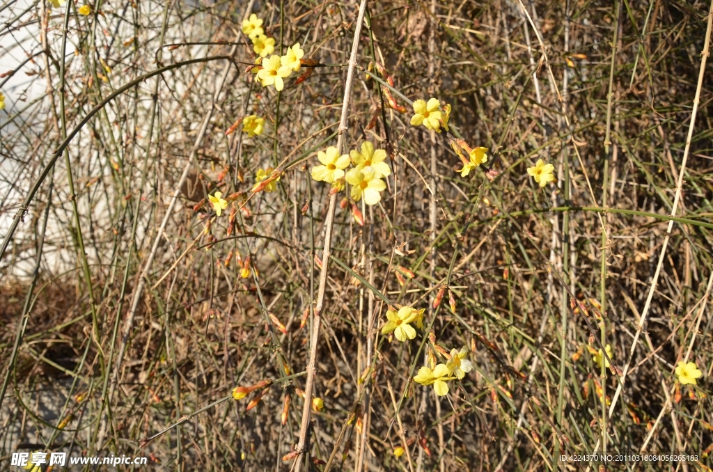 迎春花