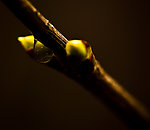 丁香花花苞