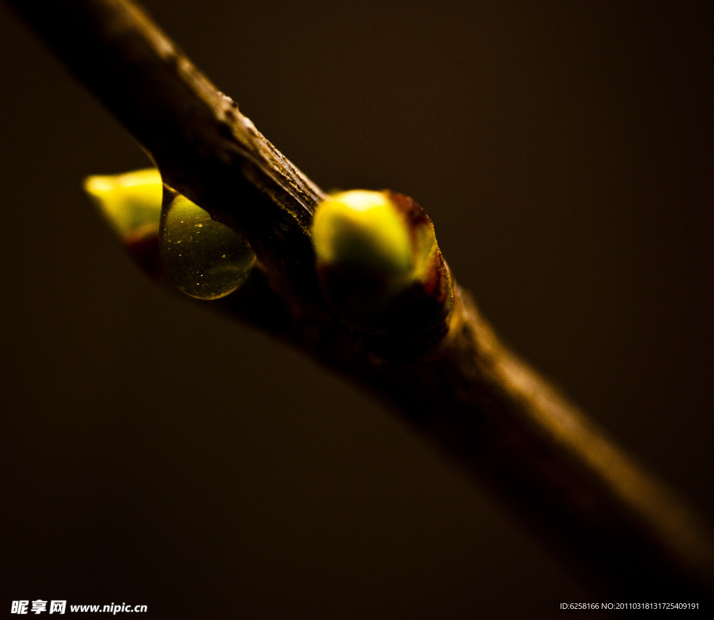 丁香花花苞