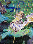 荷花写意油画