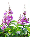 紫荆花