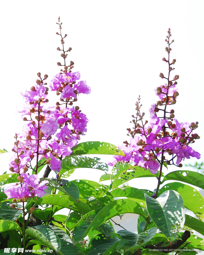 紫荆花
