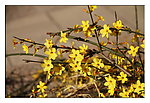 迎春花04