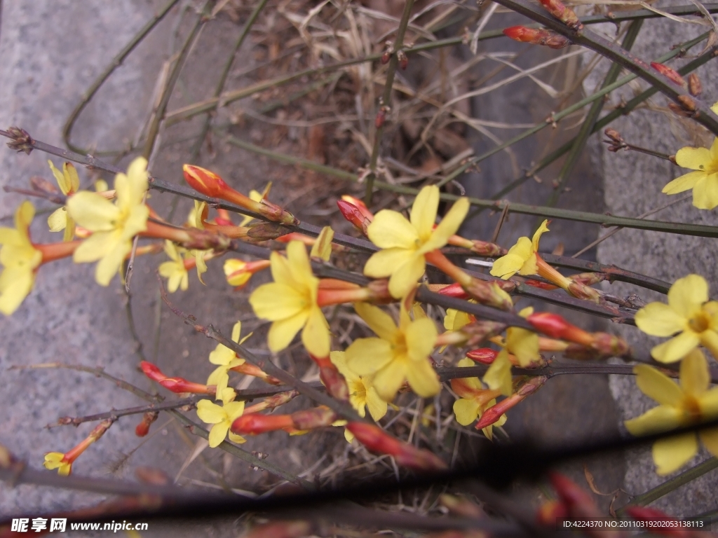 迎春花