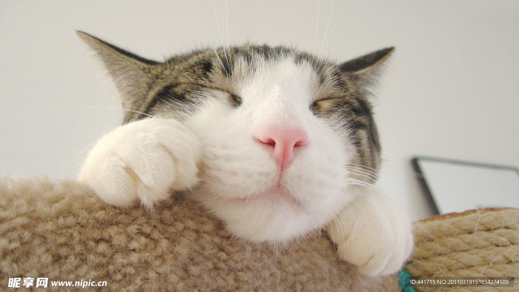 可爱的猫