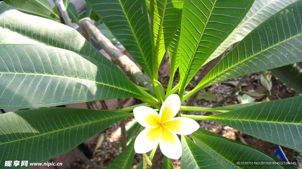 蛋黄花
