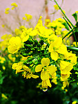 油菜花