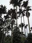 槟榔树