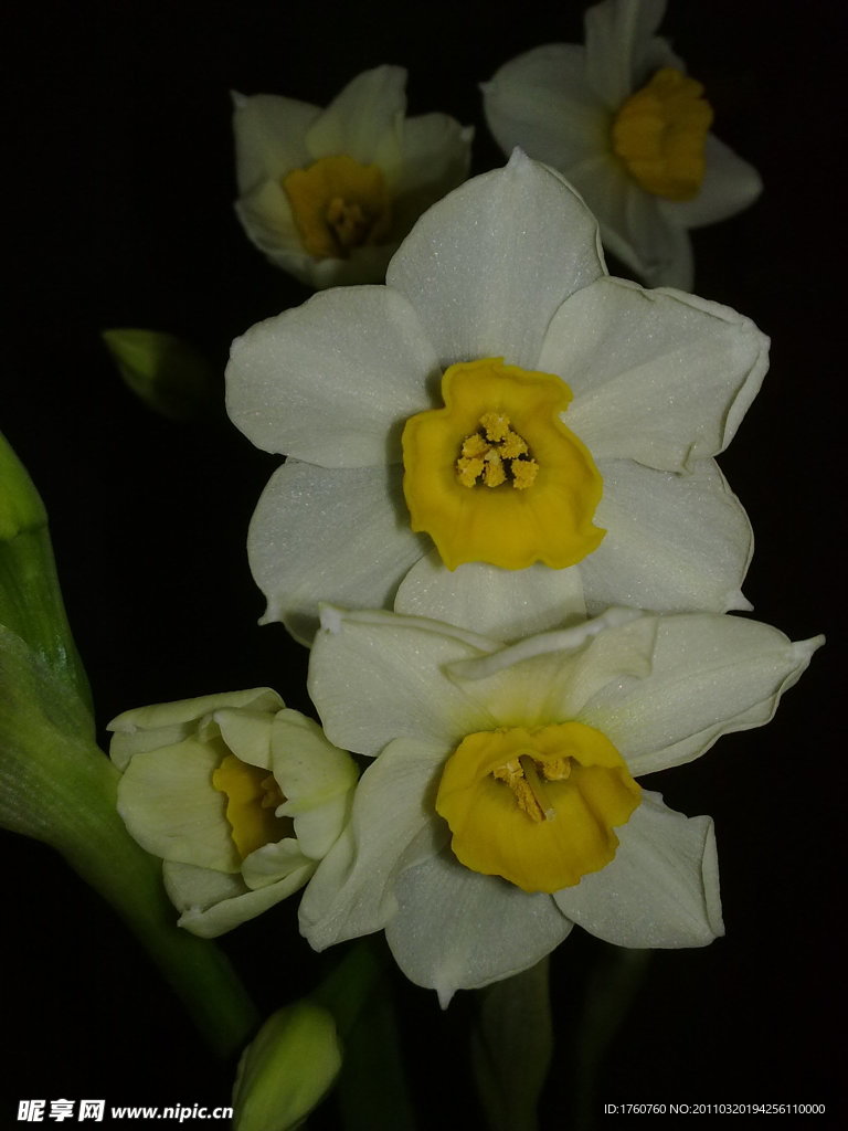 水仙花