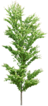 园林树木绿树透明png