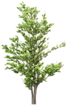 园林树木绿树透明png