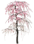 园林树木桃树桃花透明png
