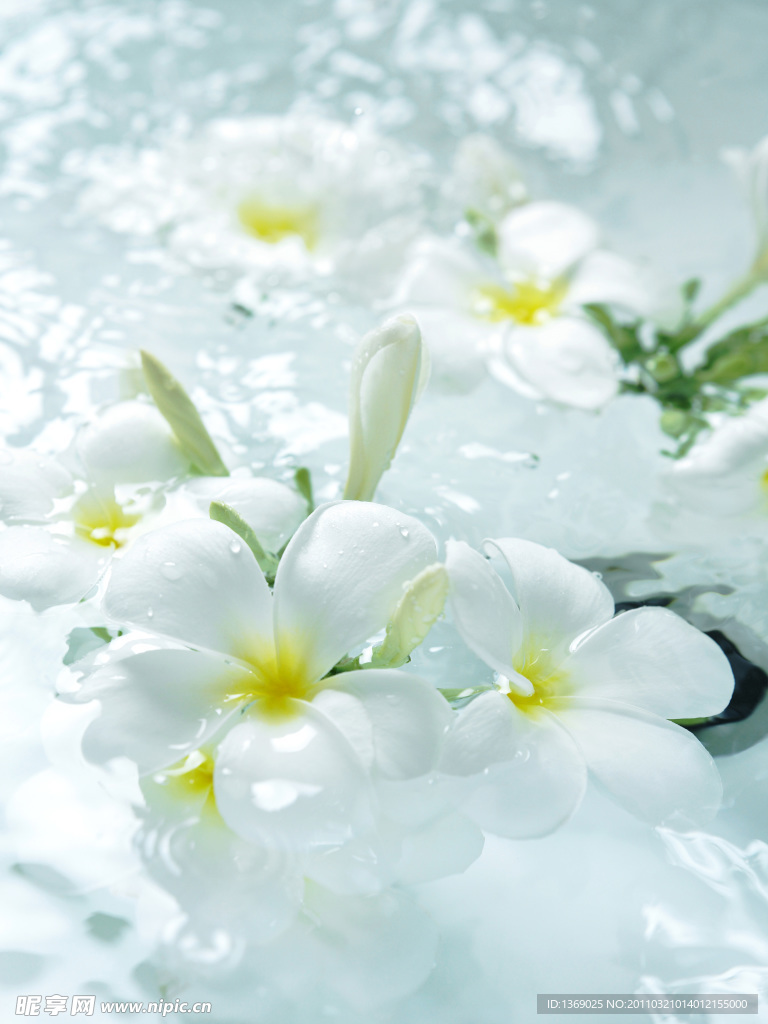 浴缸中漂浮的白色小花