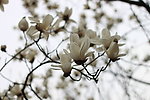 白玉兰