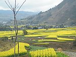 农家风景