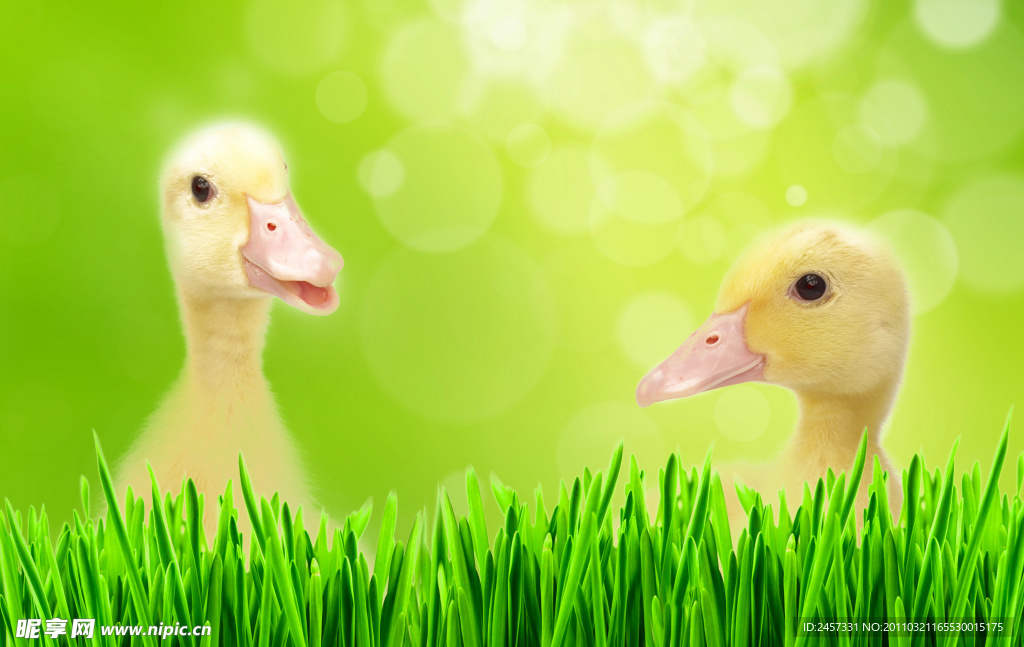 绿草小鸭