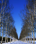 冬季白雪皑皑的笔直公路