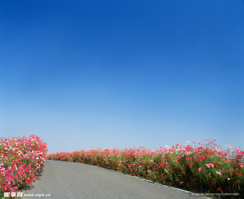 公路两边的野花