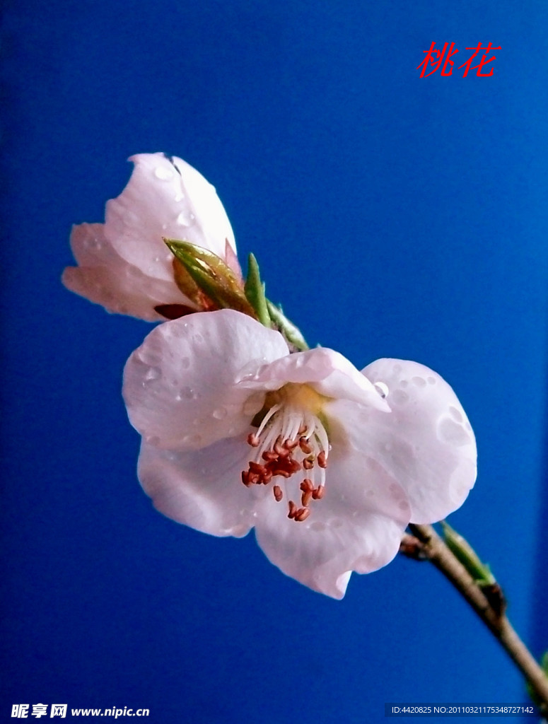 桃花
