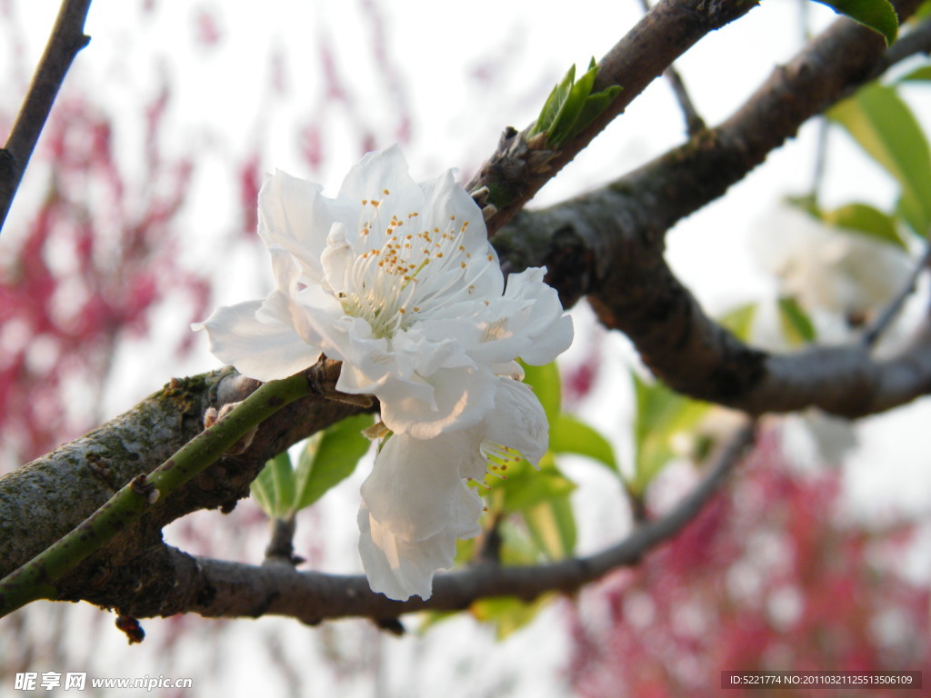 桃花