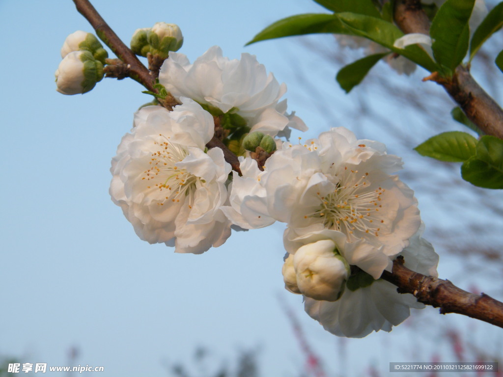 桃花