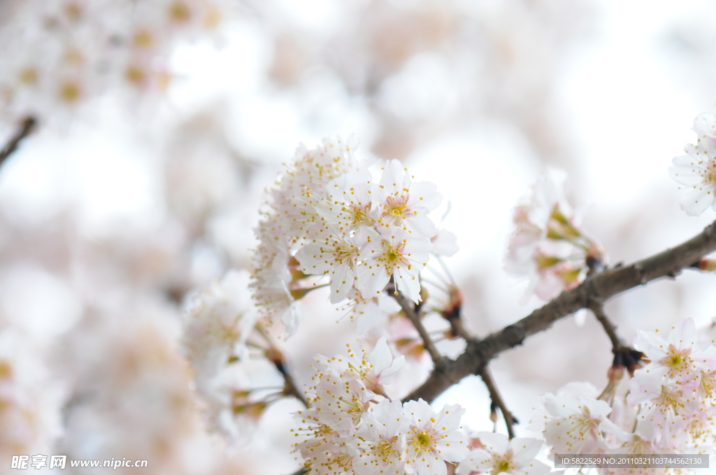 樱花