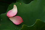 花瓣