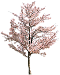 园林树木桃树透明png