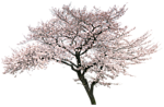 园林树木桃树透明png
