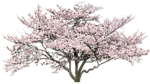 园林树木桃树透明png