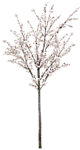 园林树木桃树透明png