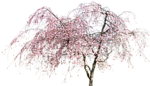 园林树木桃树透明png