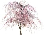 园林树木桃树透明png